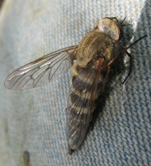 Altro therevidae ?